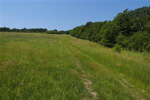 pohľad smerom do svahu v jeho približne strednej časti