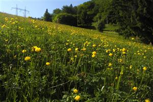 celá TMlL zospodu, dokvitajúce žltohlavy