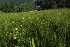 Traunsteinera globosa, horná časť TML