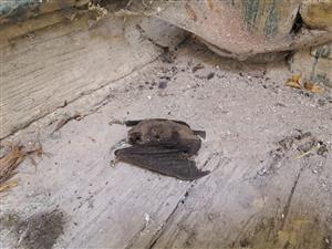 kadáver Myotis myotis pri vstupe do povalových častí kostola Bobrovec