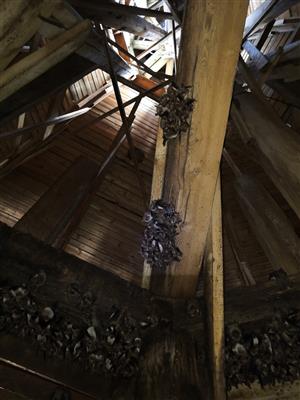 časť kolónie Myotis myotis