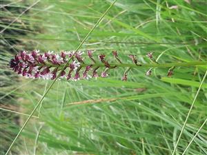 Orchis ustulata