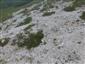 Karbonátové skalné sutiny alpínskeho až montánneho stupňa (16.6.2021)