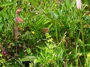 Coenonympha hero