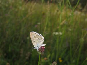 Maculinea teleius