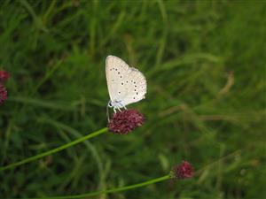 Maculinea teleius