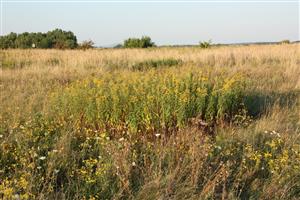 Zarastanie nemanažovanej plochy druhmi Solidago gigantea a Calamagrostis epigejos