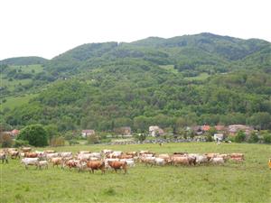 pastva hovädzieho dobytka a koní na ploche