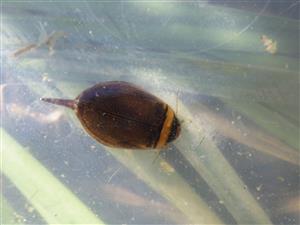TML, výber pascí (Graphoderus bilineatus)