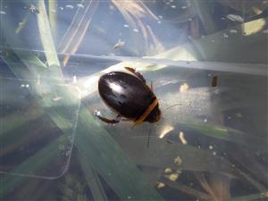 TML, výber pascí (Graphoderus cinereus)