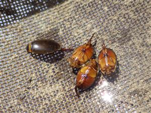 TML, výber pascí (Graphoderus bilineatus, G. cinereus))