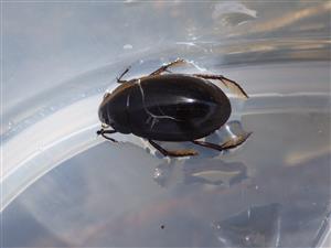 TML, výber pascí (Hydrophilus piceus)