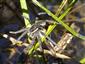TML (Dolomedes sp.)