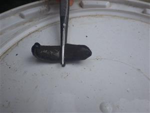 TMP (Hirudo verbana)