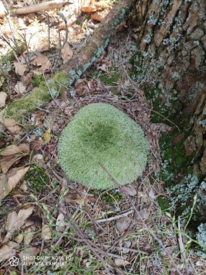 Leucobryum glaucum