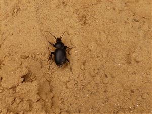 Carabus hungaricus