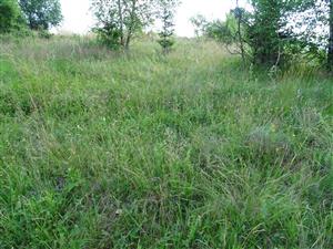 plocha s Nardus stricta
