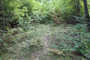 Čiastočný záber na zarastenú lokalitu Skároš 2, bez výskytu M. arion.