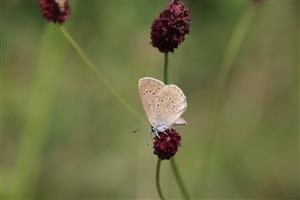 Samček druhu M. teleius na živnej rastline - S. officinalis na lokalite pri Muráni.