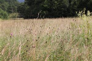 Detail bylinného porastu na lokjalite pri Muráni so Sanguisorba officinalis, ktorý  danom roku nebol vykosený.