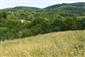 kobylka Štysova (26.6.2021)