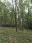 Karpatské a panónske dubovo-hrabové lesy (1.10.2014)