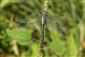 Stylurus flavipes