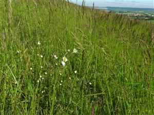 Pomerne ojedinelý výskyt Leucanthemum vulgare v lúčnom poraste.