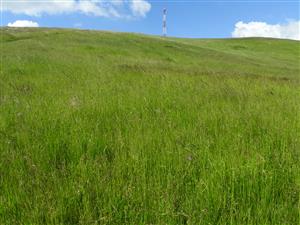 Pohľad na lúku od úpätia svahu smerom hore.