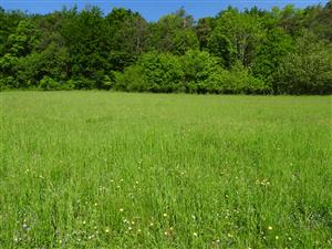 Lúka v severnej časti.