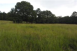 nepokosená časť lúky