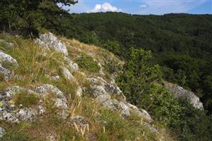 lokalita a nežiadúca borovica čierna