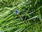 Iris sibirica