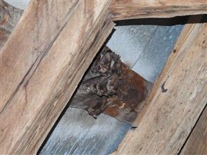 letná kolónia Myotis emarginatus