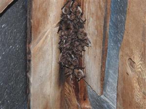 letná kolónia Myotis emarginatus