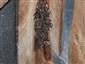 letná kolónia Myotis emarginatus