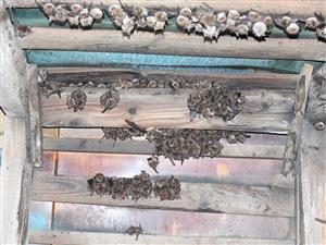 letná kolónia Myotis emarginatus