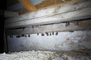 R. hipposideros Necpaly