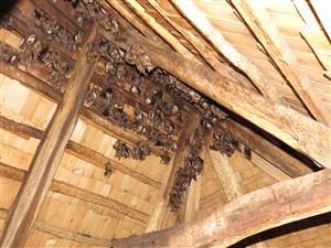 letná kolónia Myotis myotis
