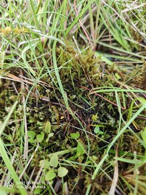 Hamatocaulis vernicosus
