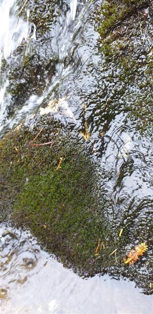 Ochyraea tatrensis na TMP3