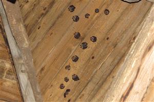 podkovár malý v kostolnej veži