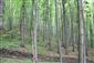 lesný porast v okolí línie búdok