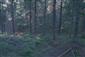 Horské smrekové lesy (16.5.2021)