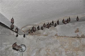 časť kolónie Rhinolophus hipposideros