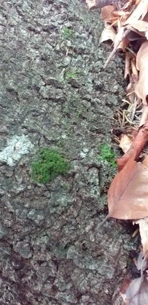 Dicranum viride na TMP6