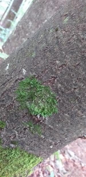 Dicranum viride na TMP8