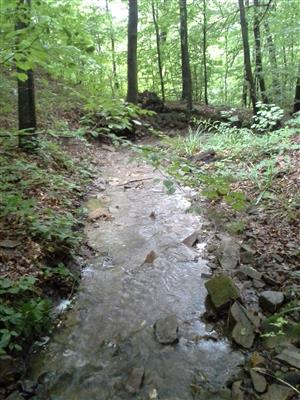 typický biotop - záber na rovnaký úsek ako 10.8.2014. vyšší vodný stav po búrke