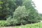 Horské vodné toky a ich drevinová vegetácia so Salix eleagnos (31.7.2021)
