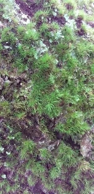 Dicranum viride na TMP2
